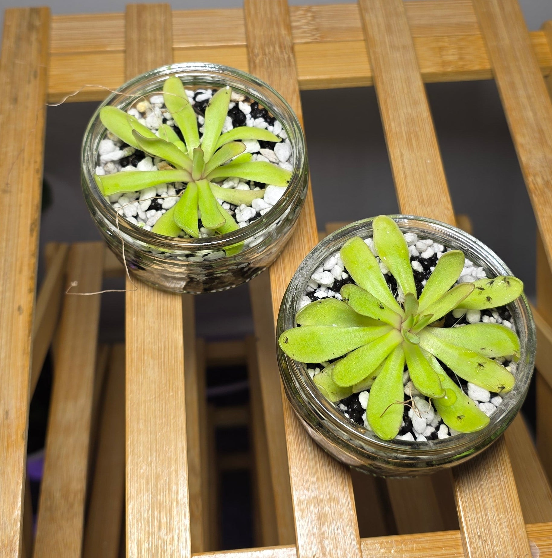 Mini Pinguicula in Glass Bowl – Butterwort Carnivorous Plant x1
