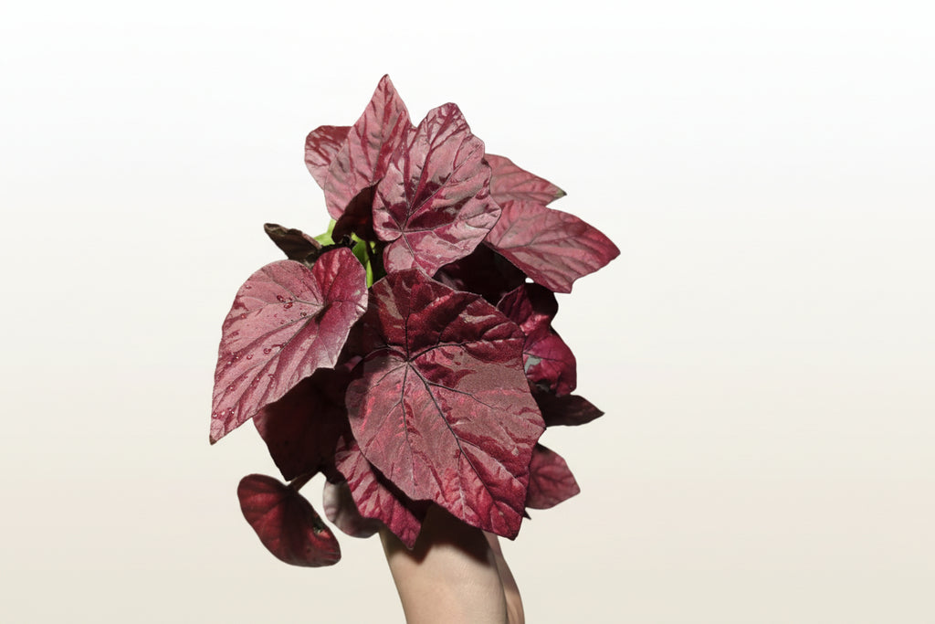 Begonia ‘Inca Flame’ – Colourful Foliage Begonia