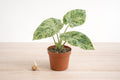 Alocasia Adora Batik Variegated Corm – Rare Patterned Aroid Starter