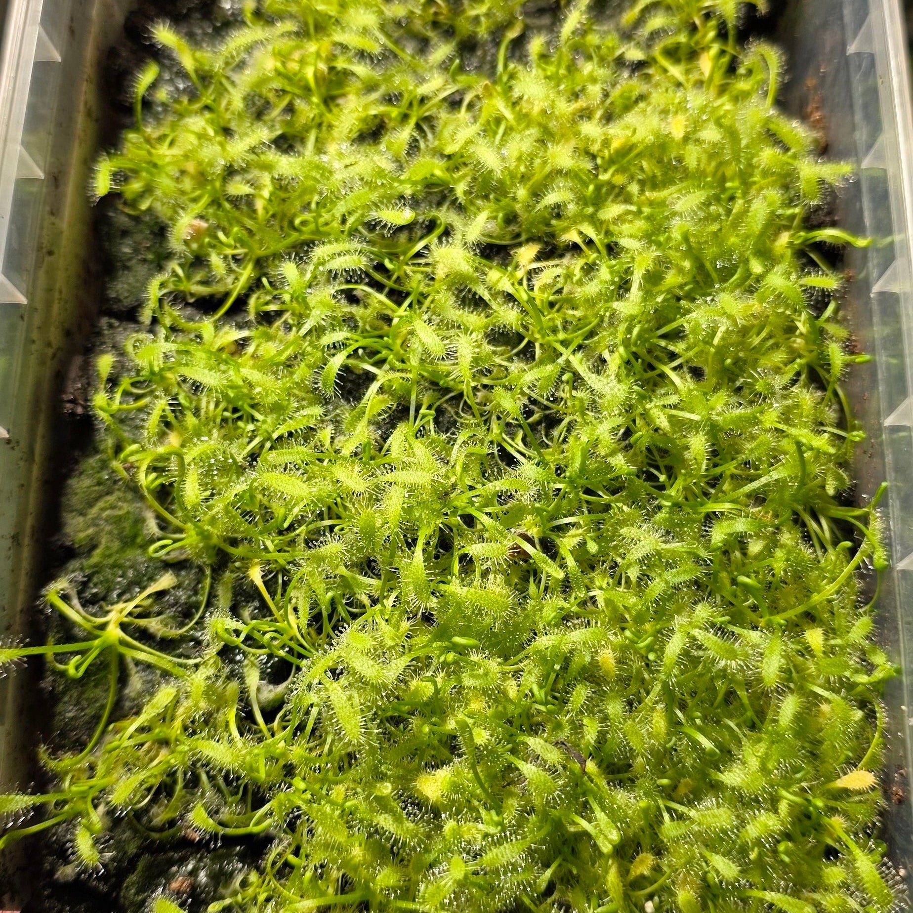 5x Sundew Drosera Capensis Alba Pups – Carnivorous Plant Bundle