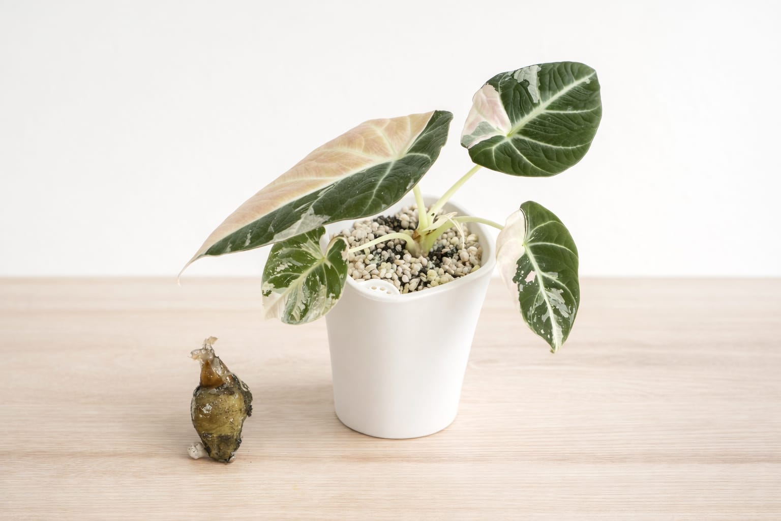 Alocasia Pink Black Velvet Corm – Rare Aroid Starter (Grow Your Own)