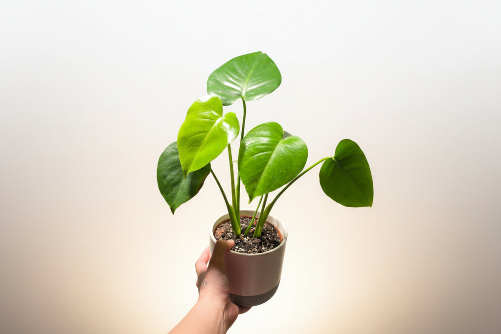Monstera Deliciosa – Swiss Cheese Plant