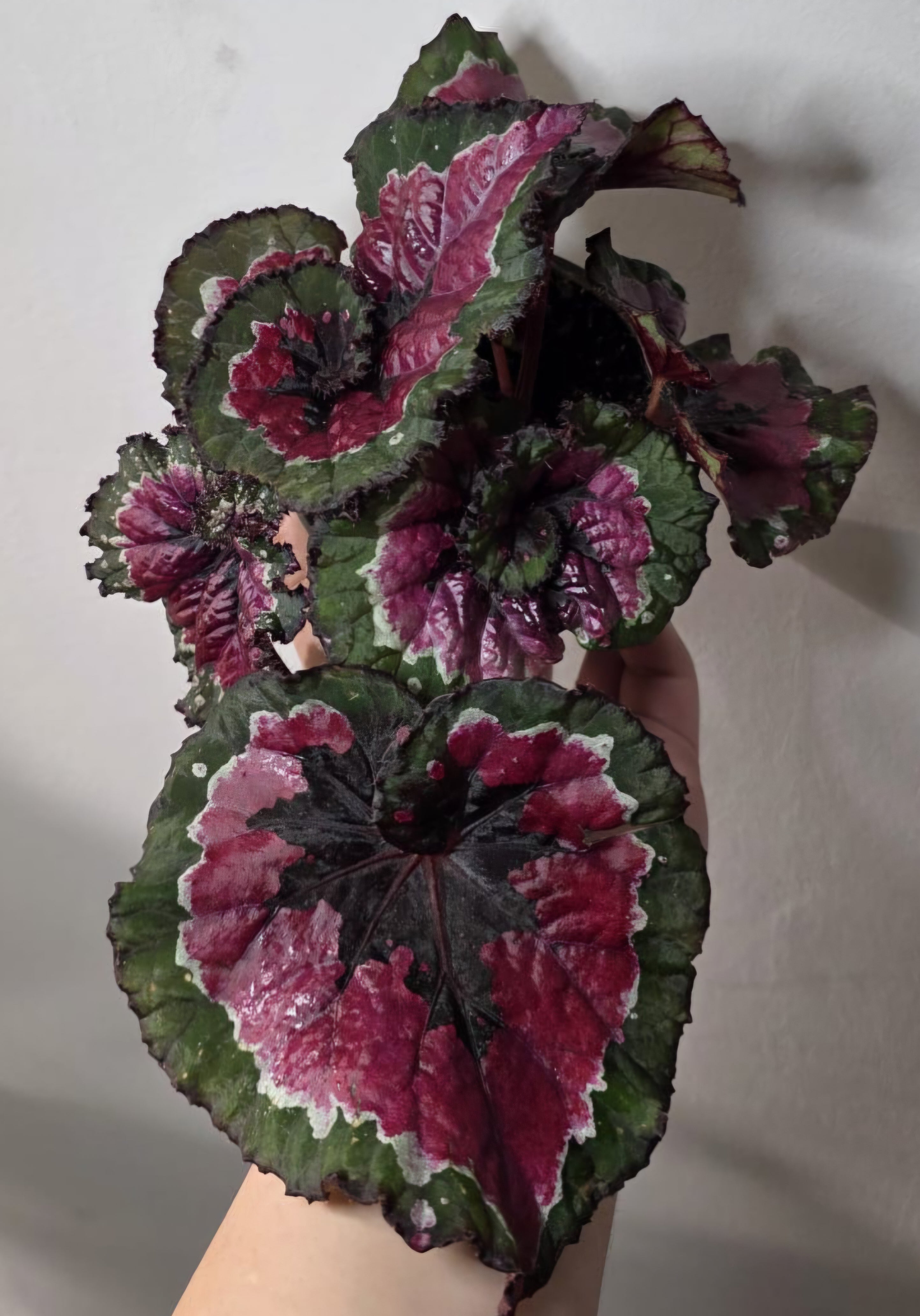Begonia Rex ‘Macarena’ – Rex Begonia Houseplant