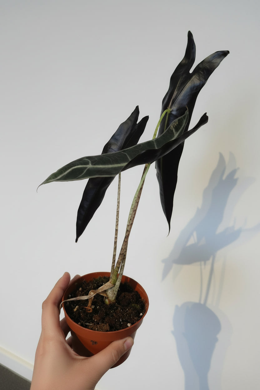 Alocasia Longiloba Purple – Rare Tropical Alocasia