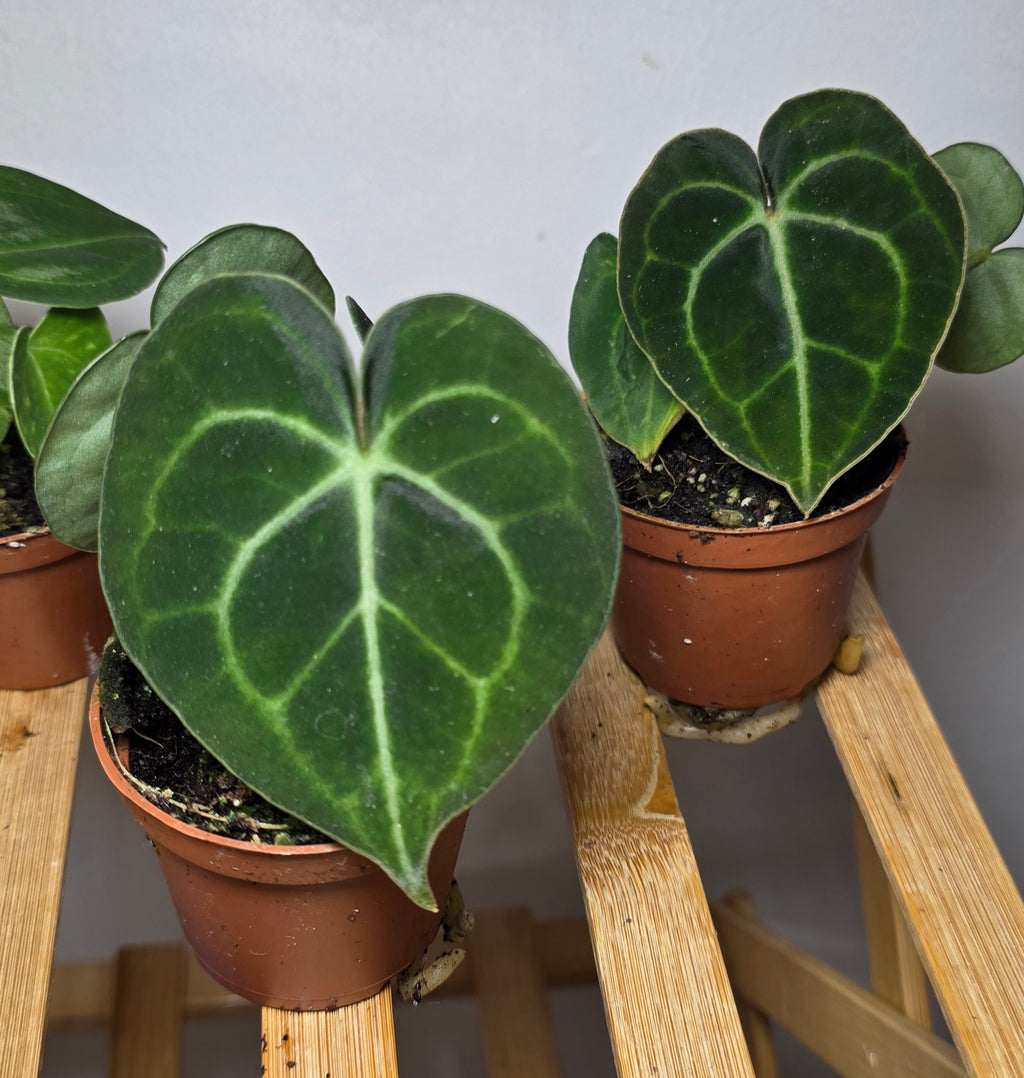 Anthurium Clarinervium – Velvet Leaf Veined Anthurium