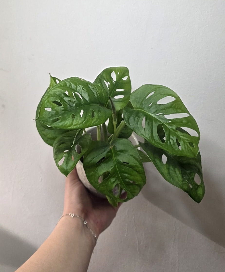 Monstera Adansonii (Swiss Cheese Vine) – 10 cm Pot