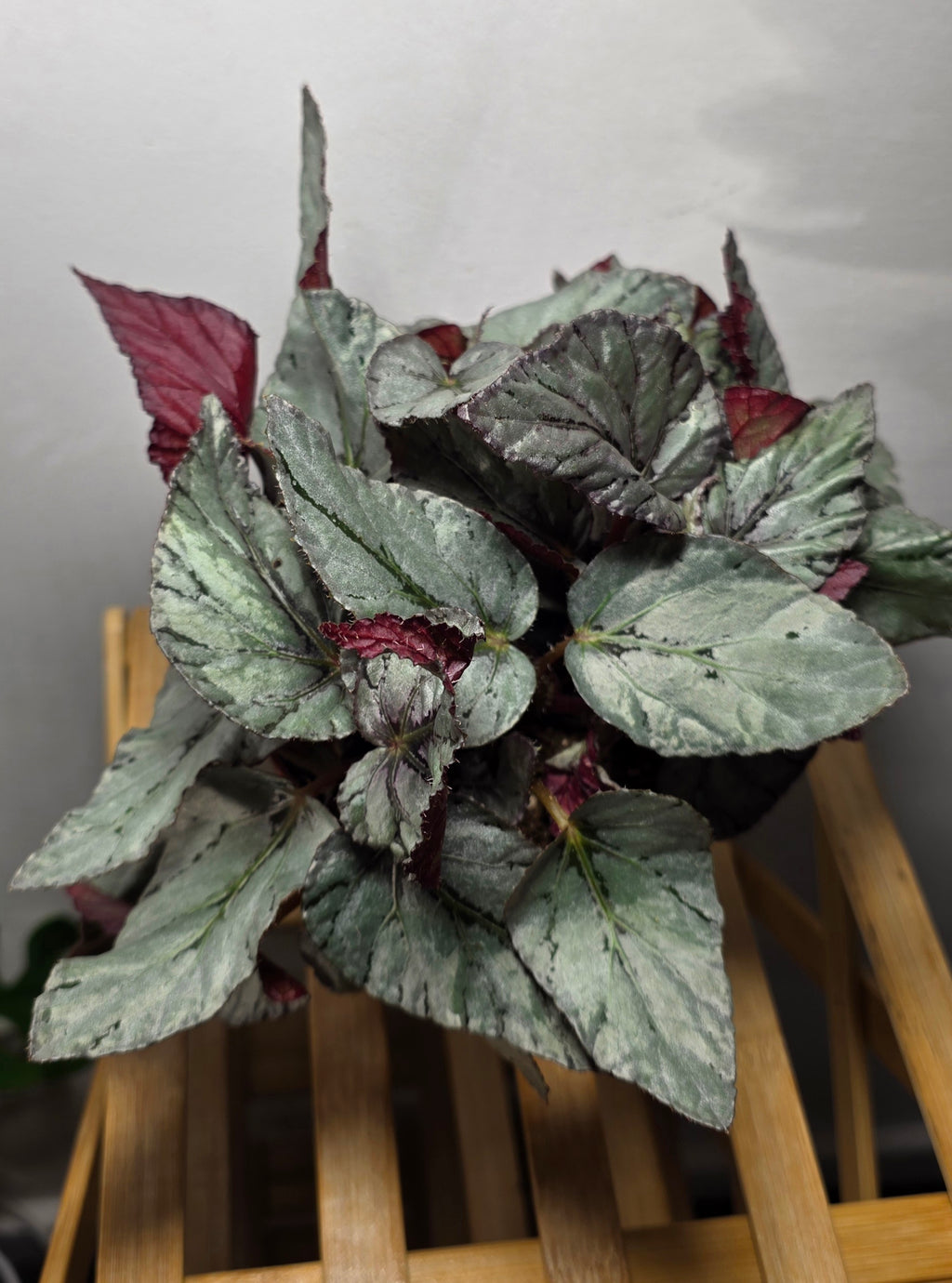 Begonia ‘Arctic Breeze’ – Silver Foliage Begonia