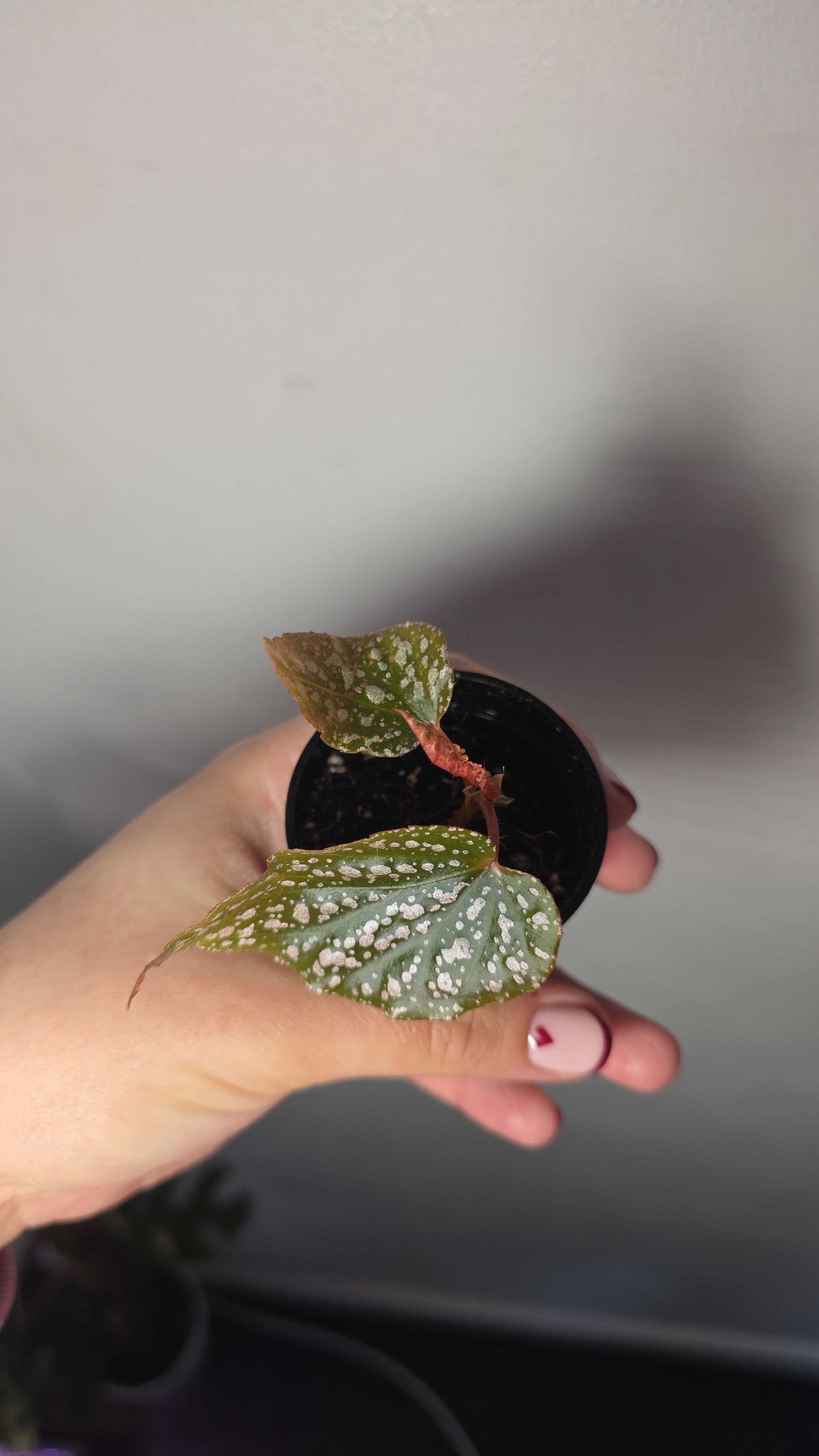 Begonia Benigo Pink – Decorative Houseplant