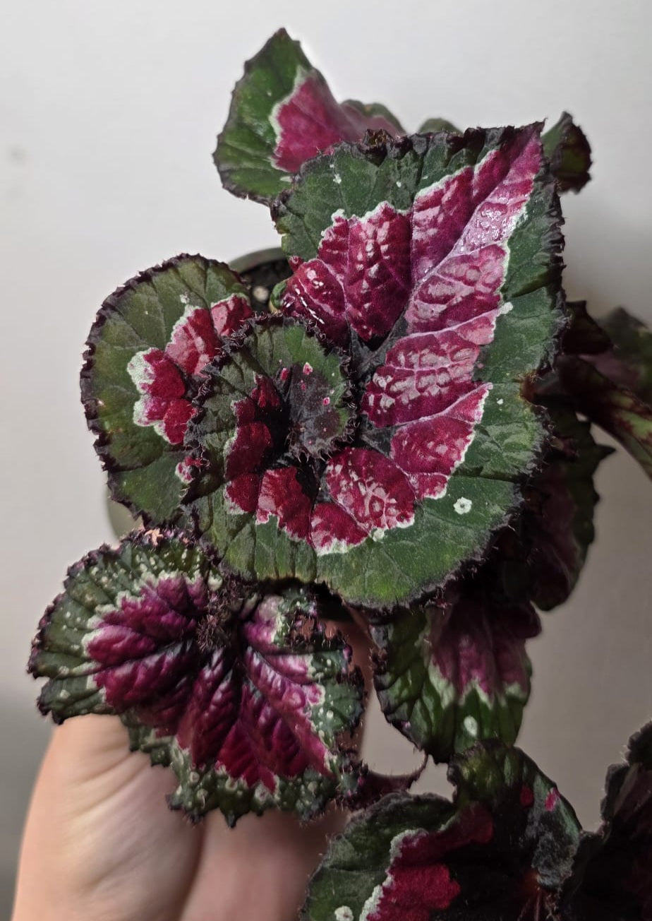 Begonia Rex ‘Macarena’ – Rex Begonia Houseplant