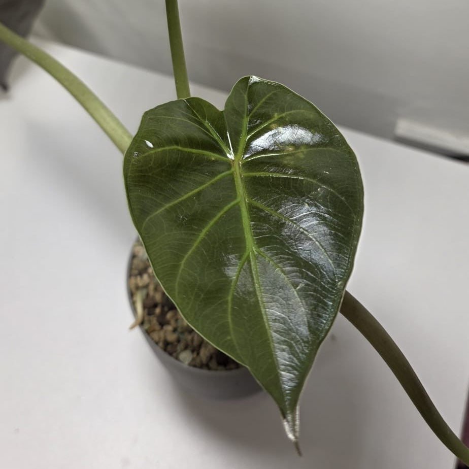 Alocasia Wentii – Hardy Upright Alocasia