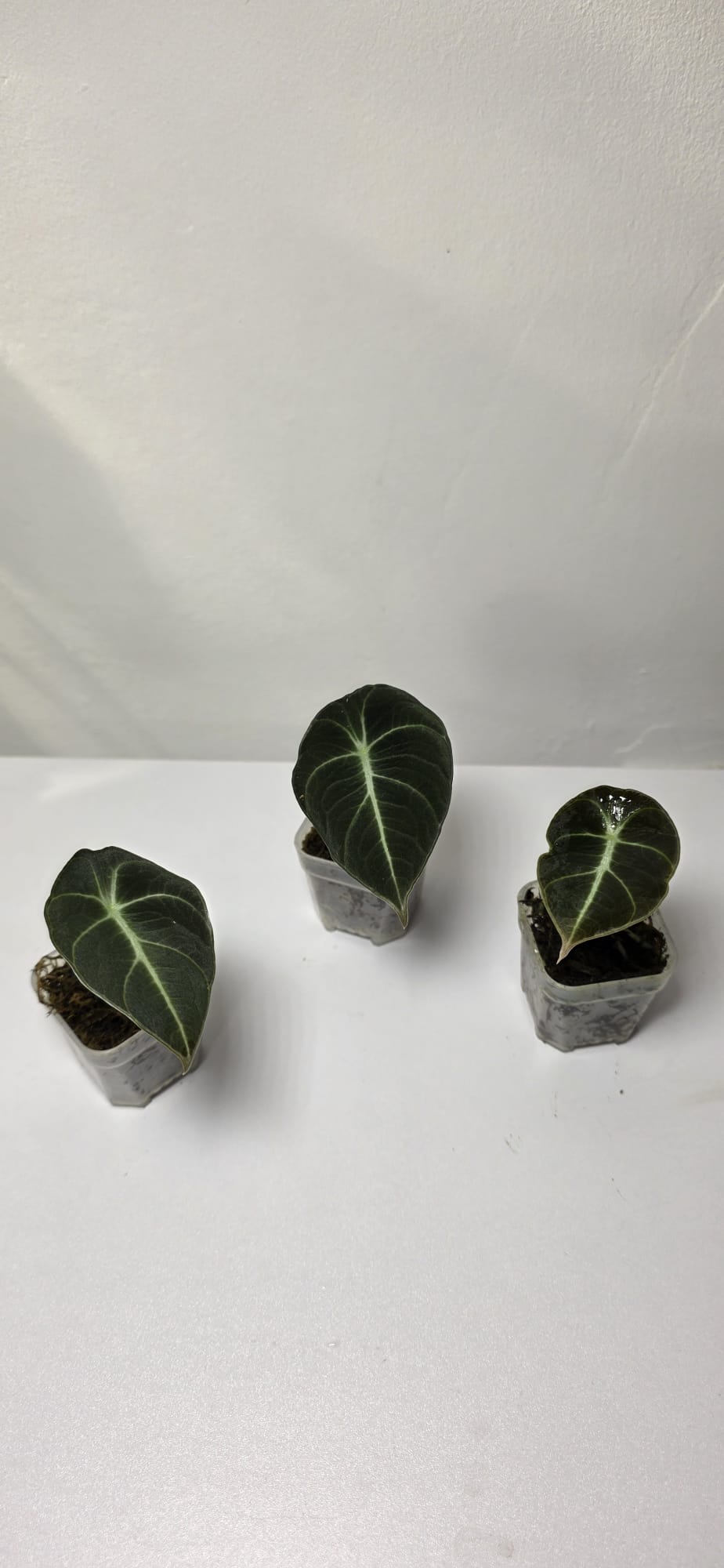 Alocasia Black Velvet – Baby Plant (Corm Grown)