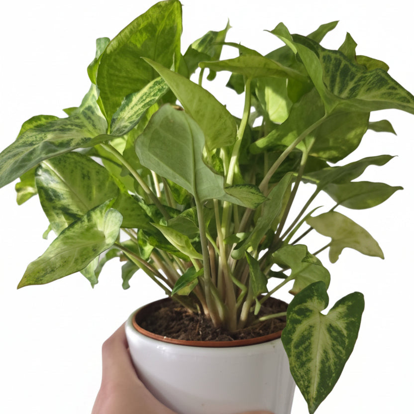 Syngonium ‘White Butterfly’ – Arrowhead Houseplant