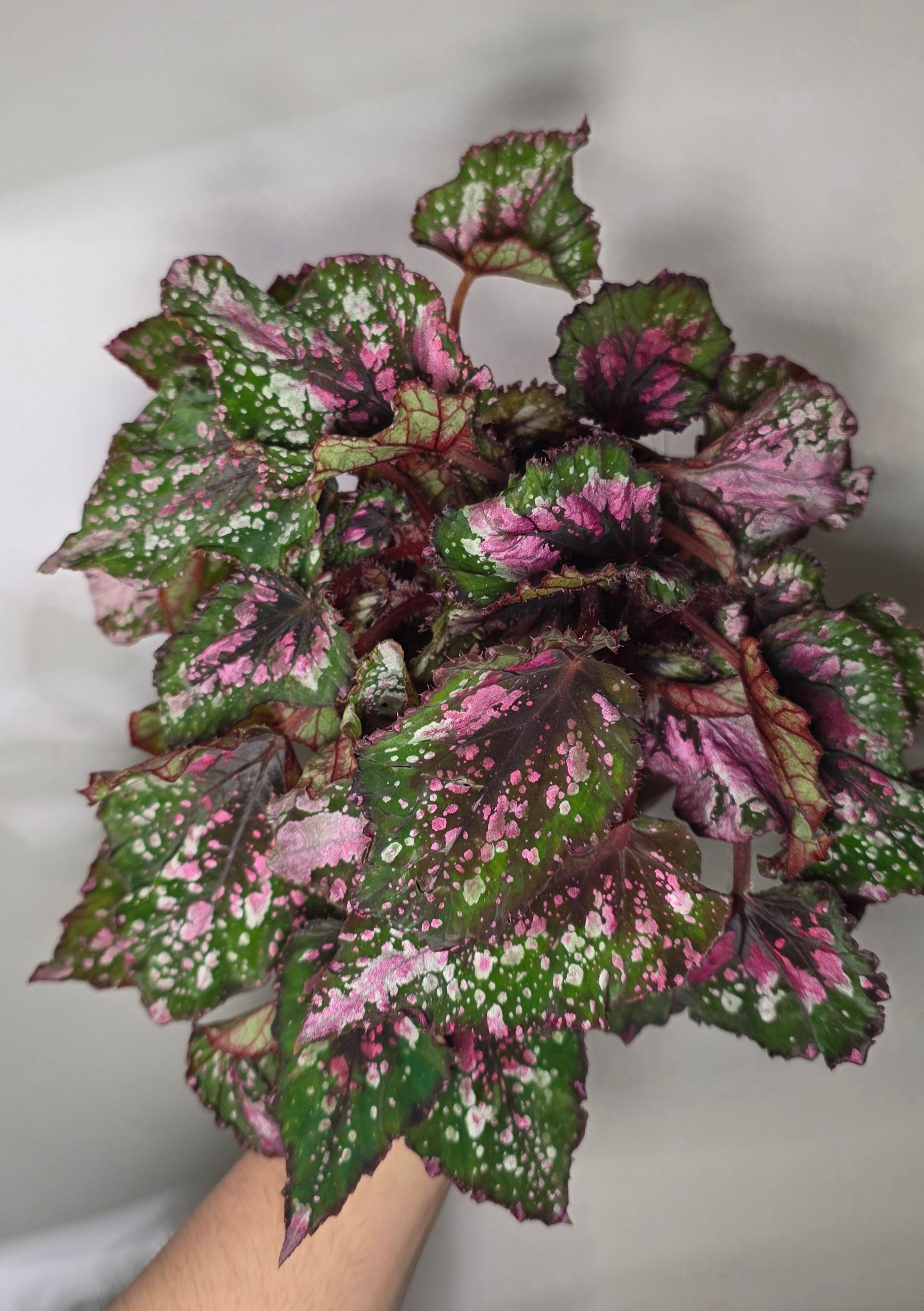 Begonia ‘Alaska Creek’ – Silver Patterned Begonia