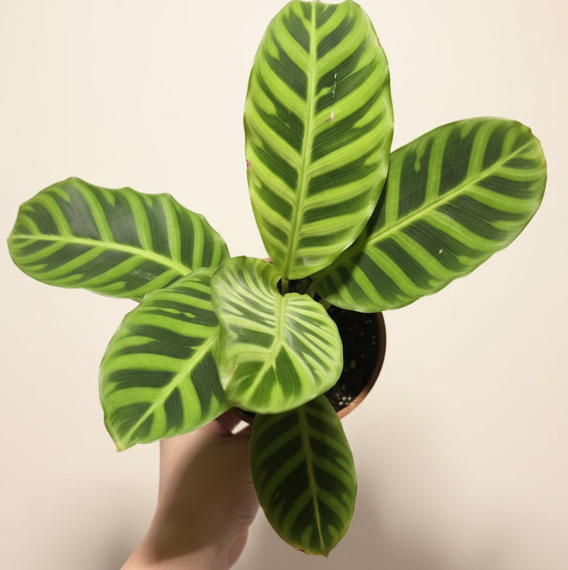 Calathea Zebrina – Zebra Prayer Plant