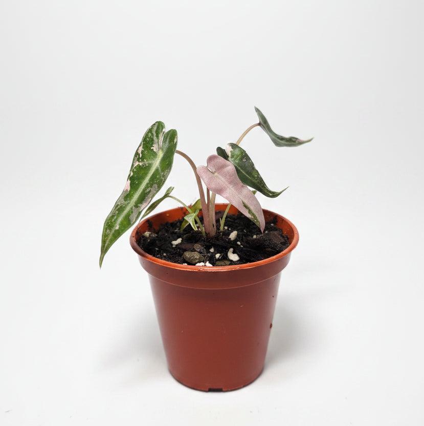 Alocasia Pink Bambino – Compact Alocasia with Pink Stems