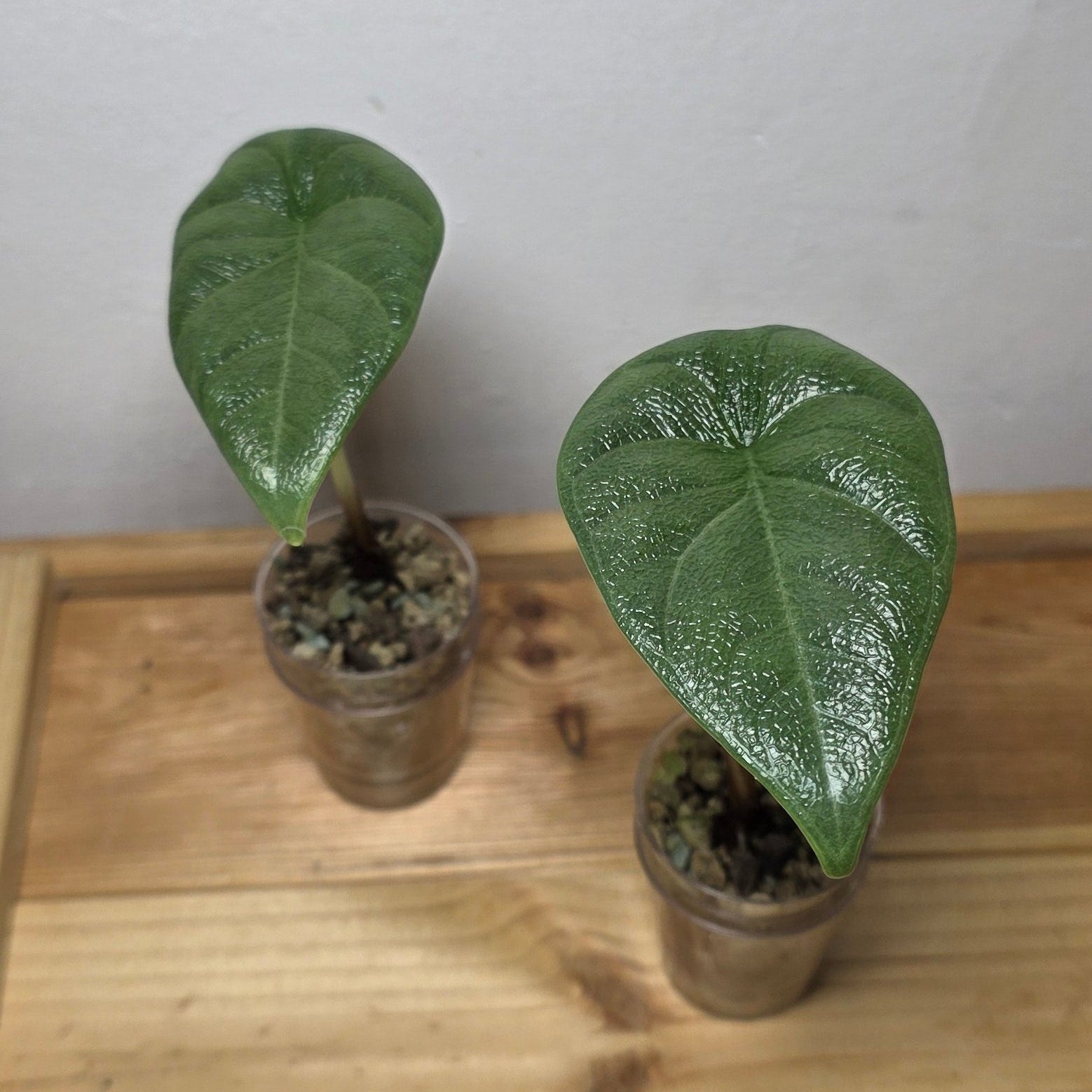 Alocasia Melo