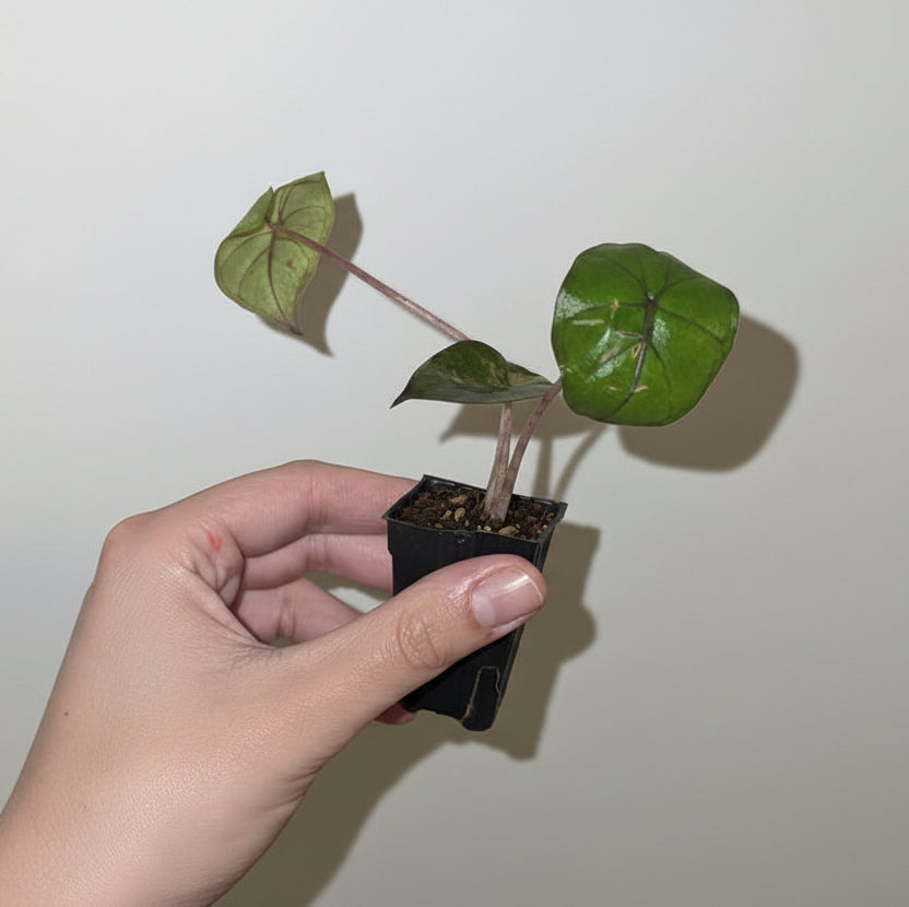 Damaged Alocasia Yucatan Princess Variegated – Rare Alocasia Plant