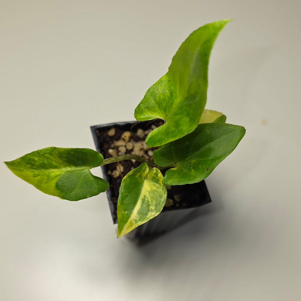 Alocasia Lauterbachiana Aurea Variegated – Rare Variegated Alocasia