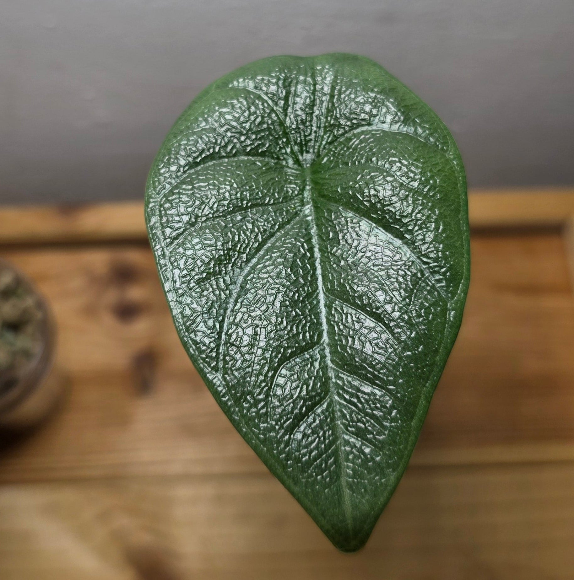 Alocasia Melo