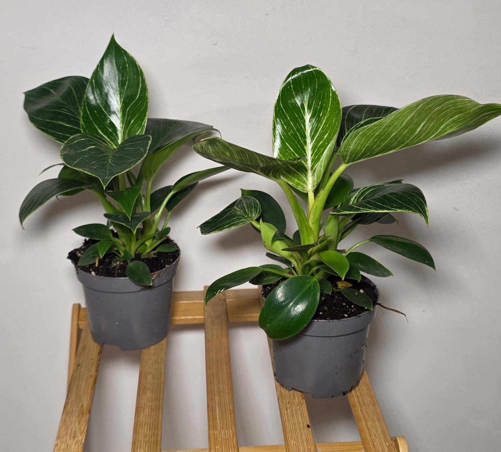Philodendron Birkin – Variegated Philodendron