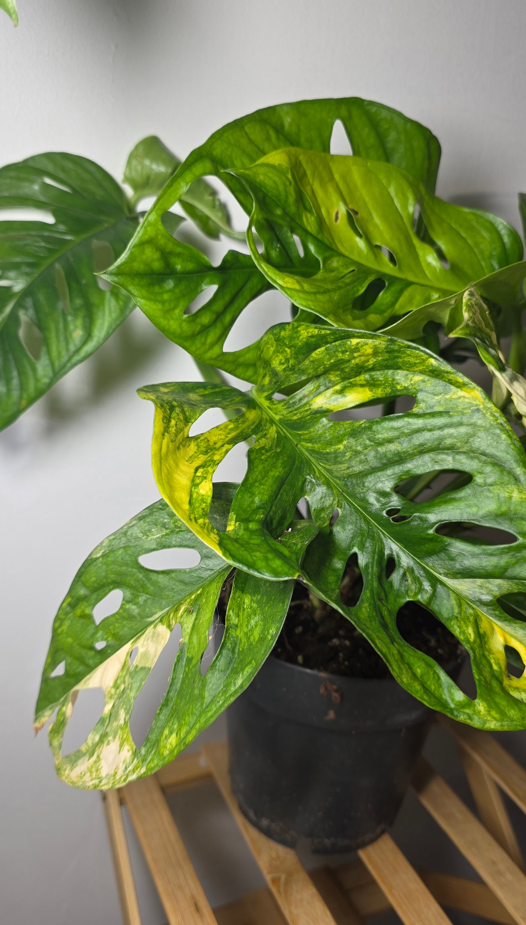 Monstera Adansonii Japanese Tricolour – Rare Variegated Monstera