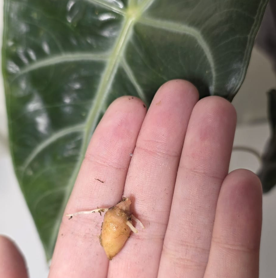 Alocasia Pink Dragon – Rooted Corm Starter Plant