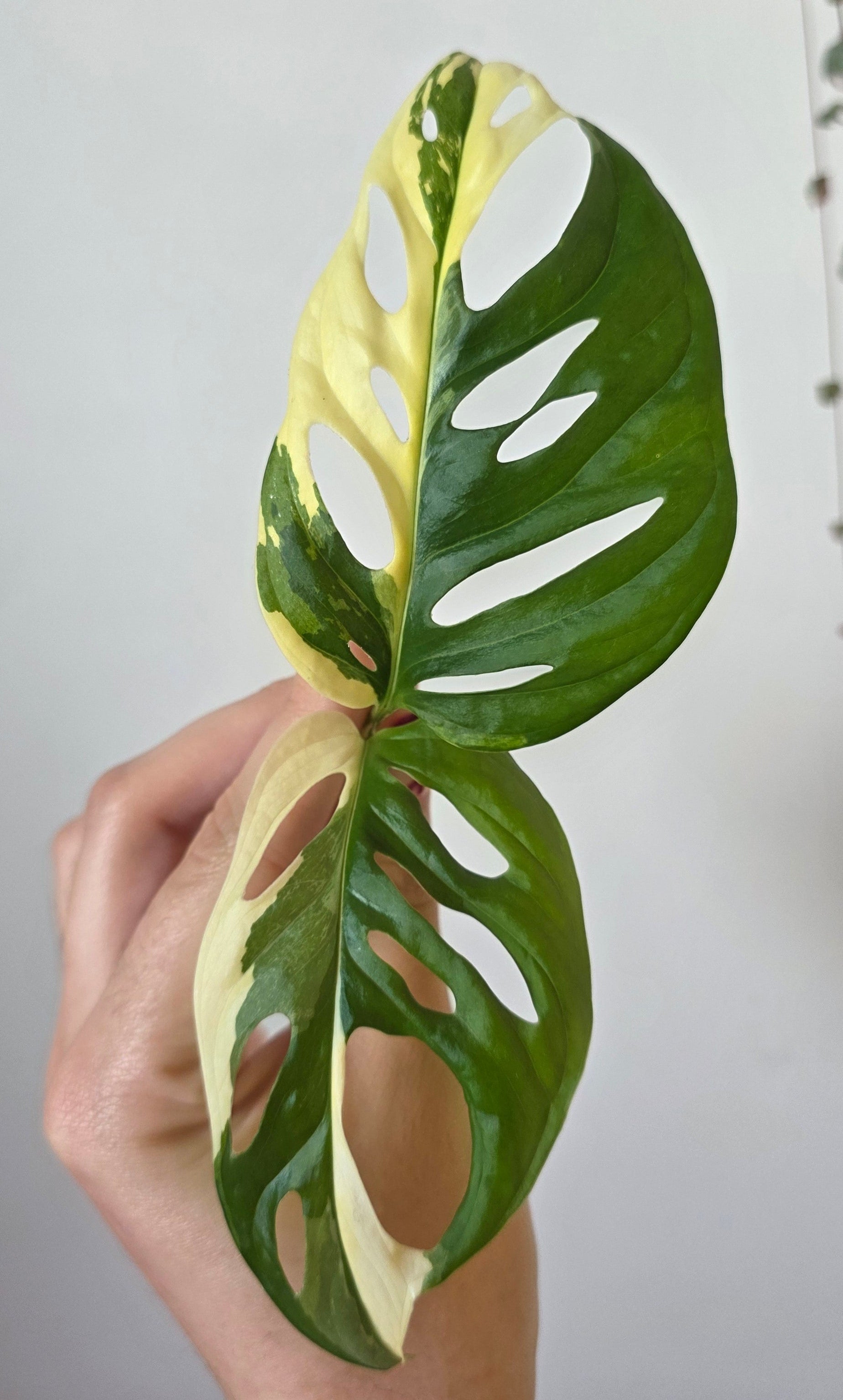 Monstera adansonii Albo – Variegated Albo Cutting