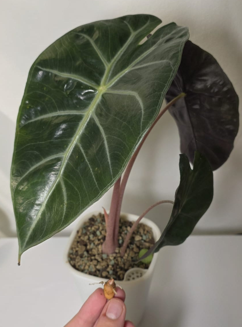 Alocasia Pink Dragon – Rooted Corm Starter Plant