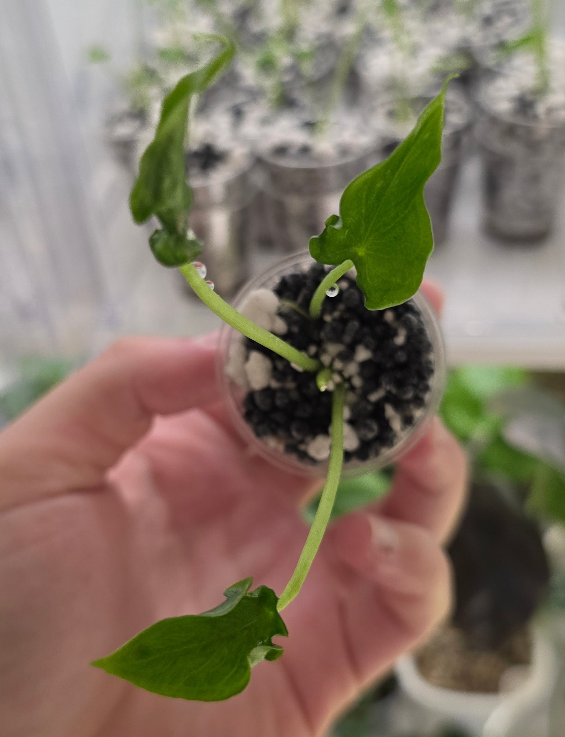 Alocasia Teletubbies – In Handmade Self-Watering Pot