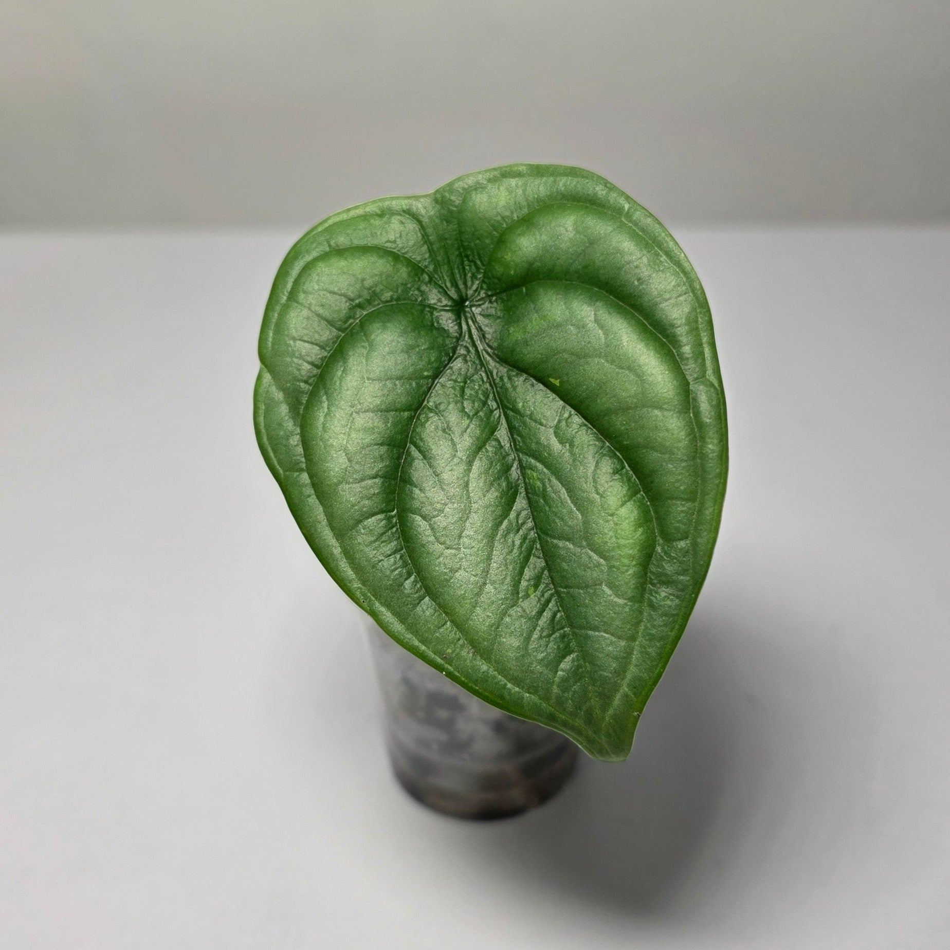 Alocasia Silver Dragon – Baby Plant (Corm Grown)