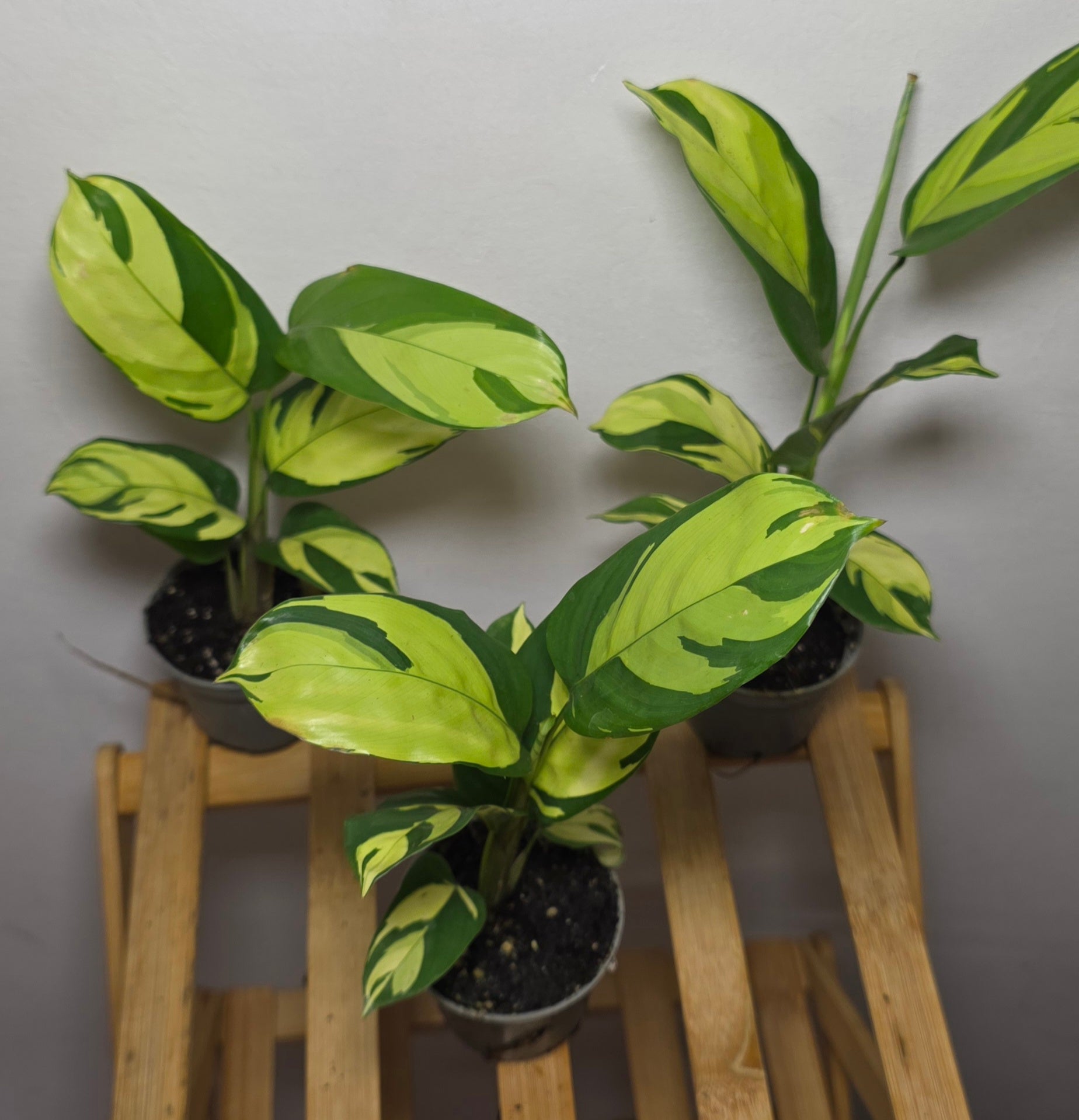 Ctenanthe pilosa ‘Golden Mosaic’ – Variegated Prayer Plant