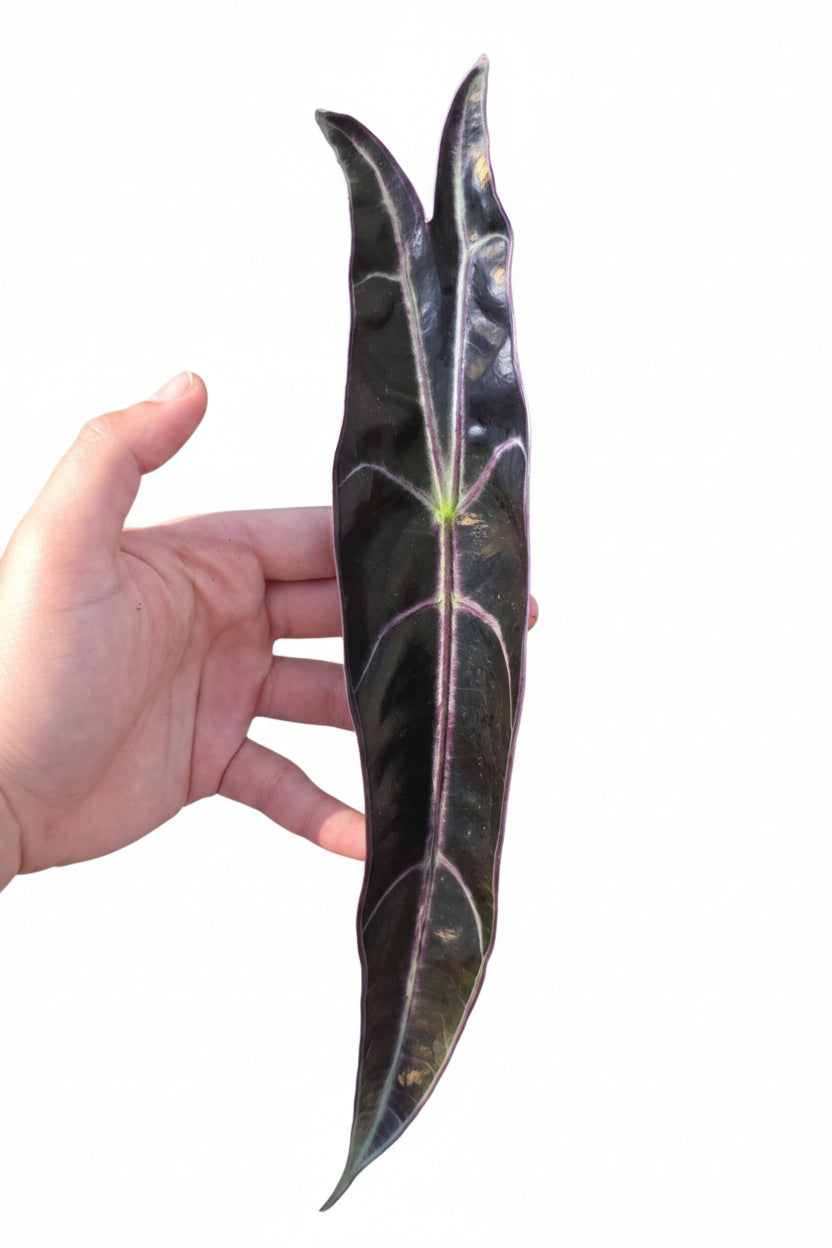 Alocasia Longiloba Purple – Rare Tropical Alocasia