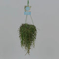 Peperomia prostrata – String of Turtles Hanging Plant