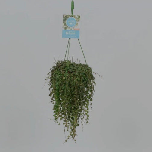Peperomia prostrata – String of Turtles Hanging Plant
