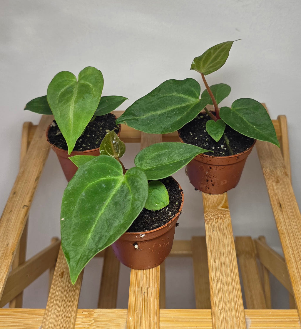Anthurium Magnificum – Velvet Veined Plant (6cm Pot)