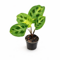 Variegated Maranta ‘Rabbit’s Foot’ – Rare Prayer Plant