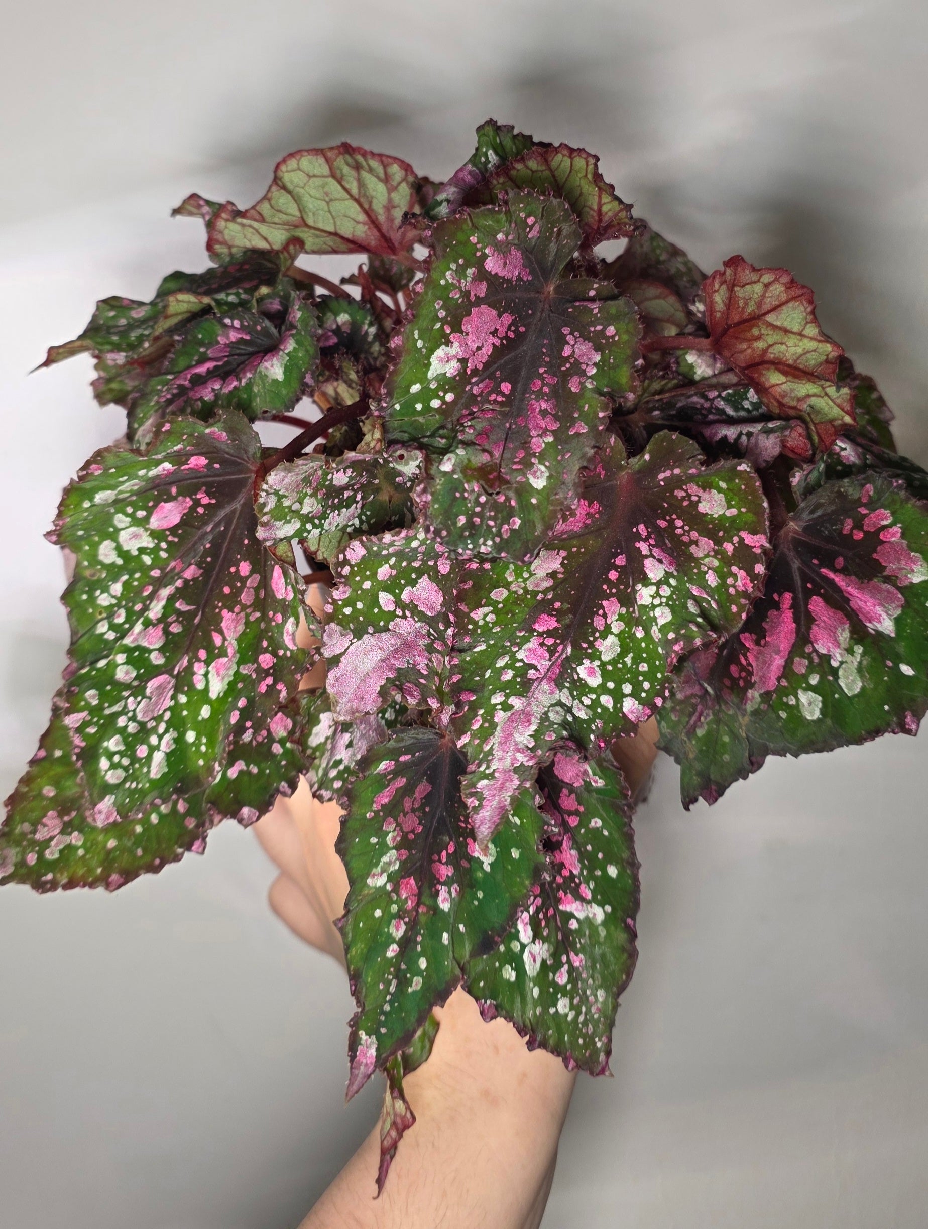 Begonia ‘Alaska Creek’ – Silver Patterned Begonia