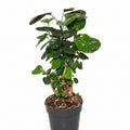 Polyscias scutellaria – Shield Aralia Houseplant