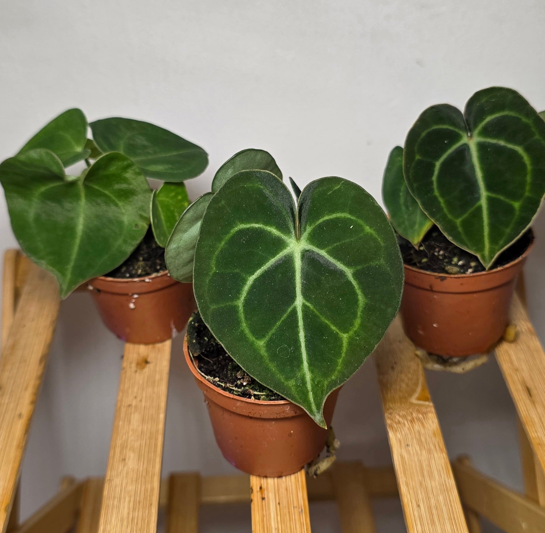 Anthurium Clarinervium – Velvet Leaf Veined Anthurium