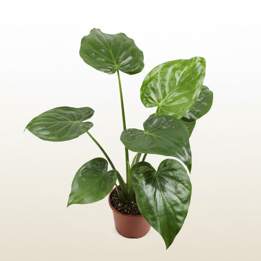 Alocasia Cucullata Corms – Hardy Alocasia Starter