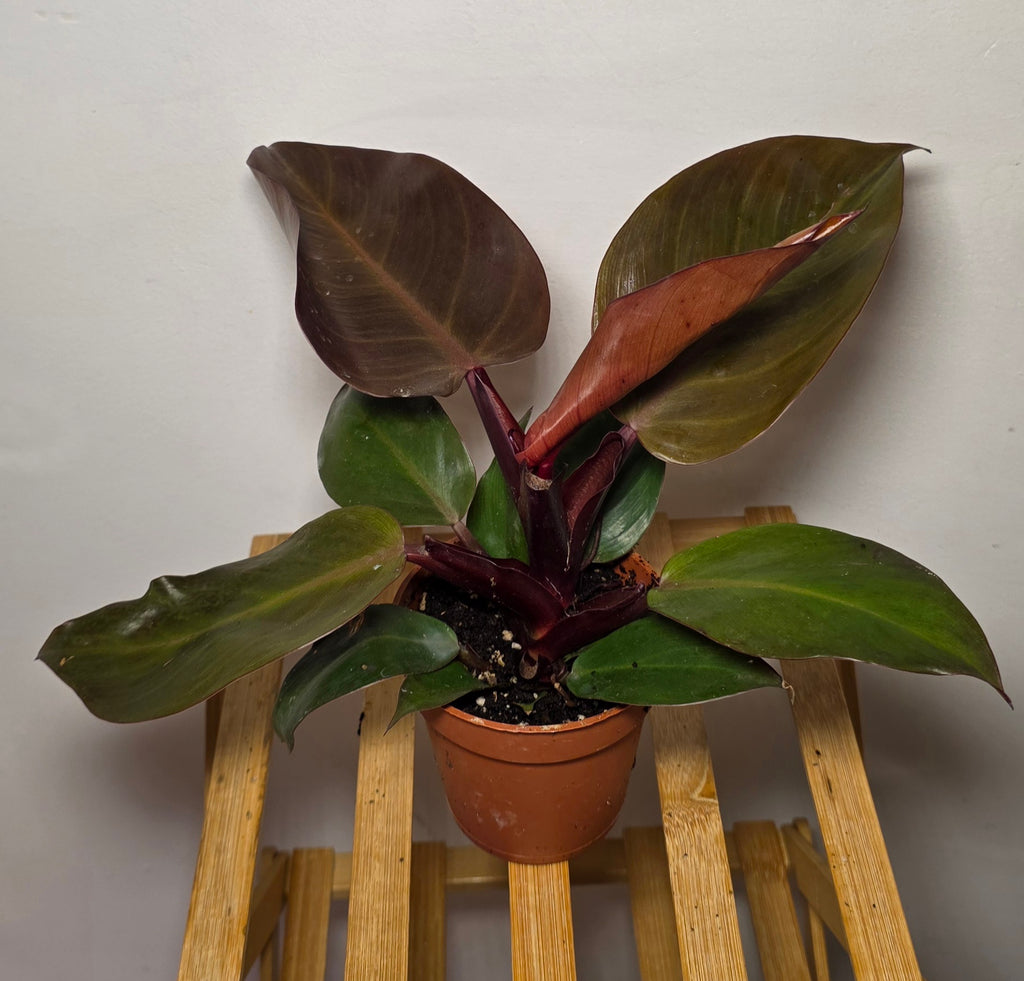 Philodendron Black Cardinal – Dark Foliage Tropical Houseplant