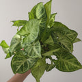 Syngonium ‘White Butterfly’ – Arrowhead Houseplant