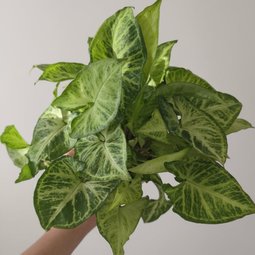 Syngonium ‘White Butterfly’ – Arrowhead Houseplant
