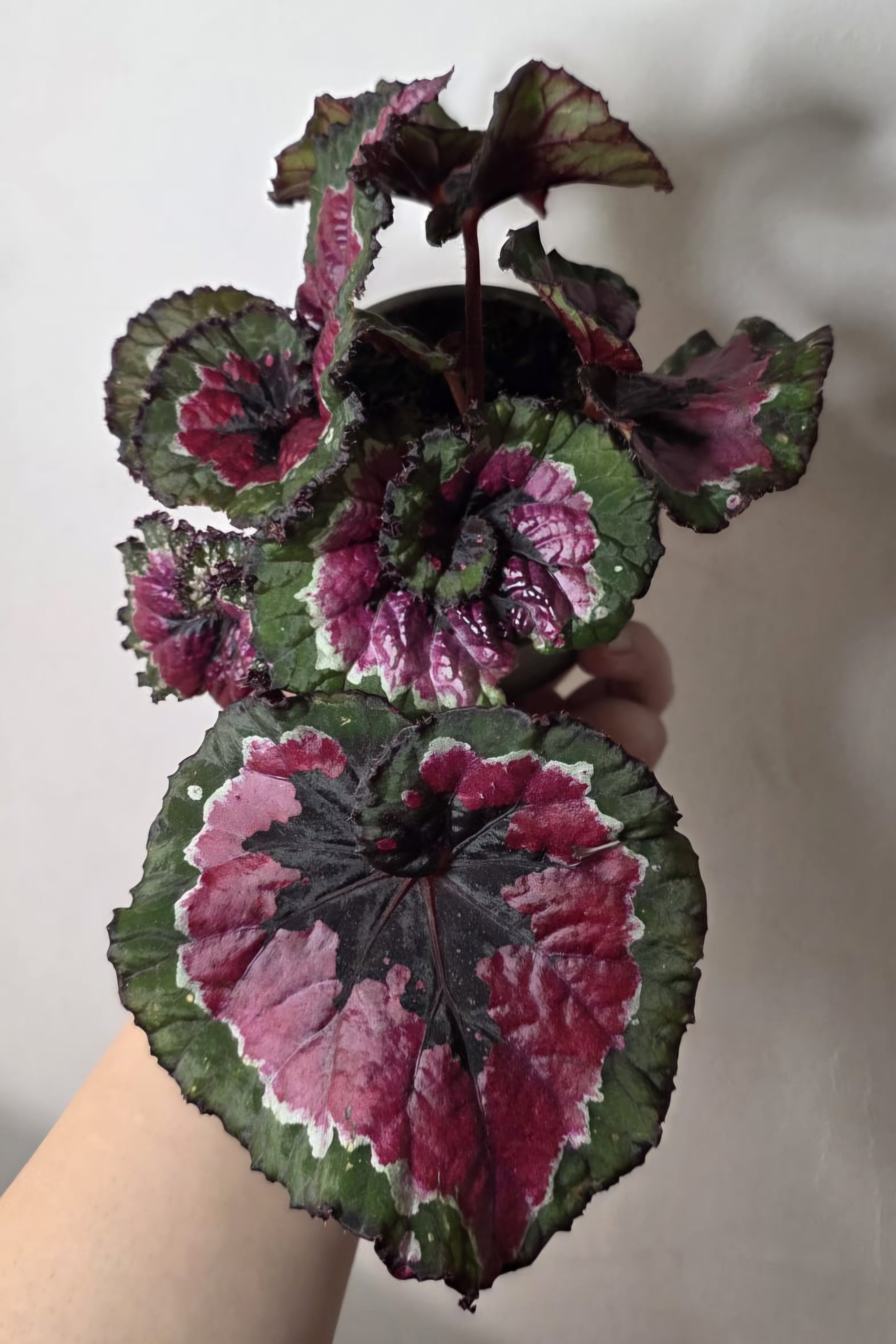 Begonia Rex ‘Macarena’ – Rex Begonia Houseplant