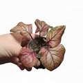 Caladium ‘Sweetheart’ – Pink Heart Foliage Plant
