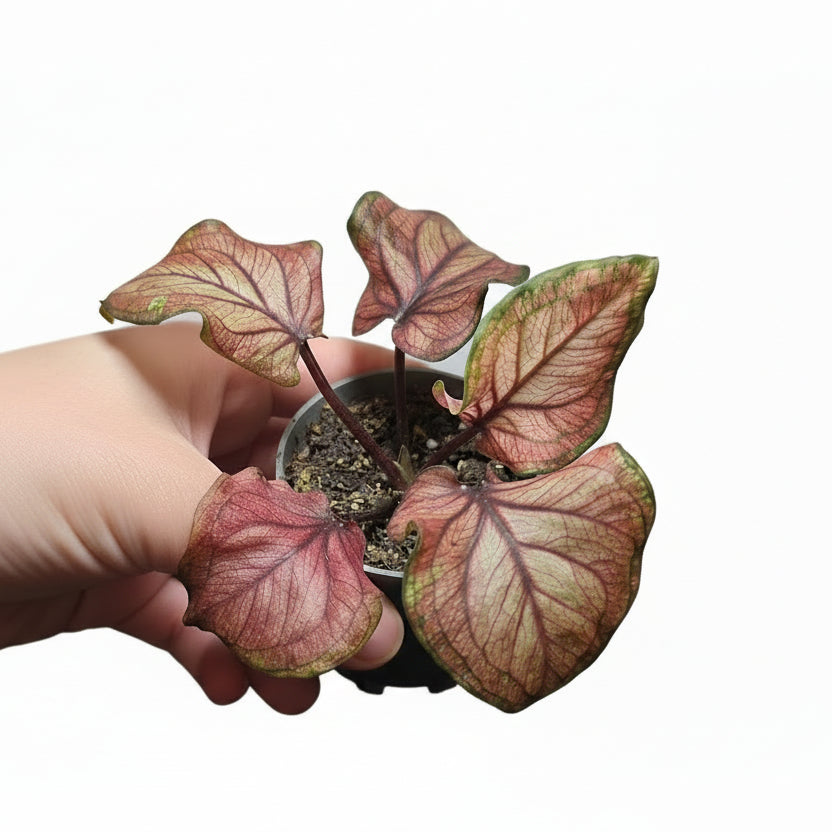 Caladium ‘Sweetheart’ – Pink Heart Foliage Plant