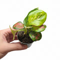 Aglaonema ‘Red Valentine’ – Pink & Green Chinese Evergreen