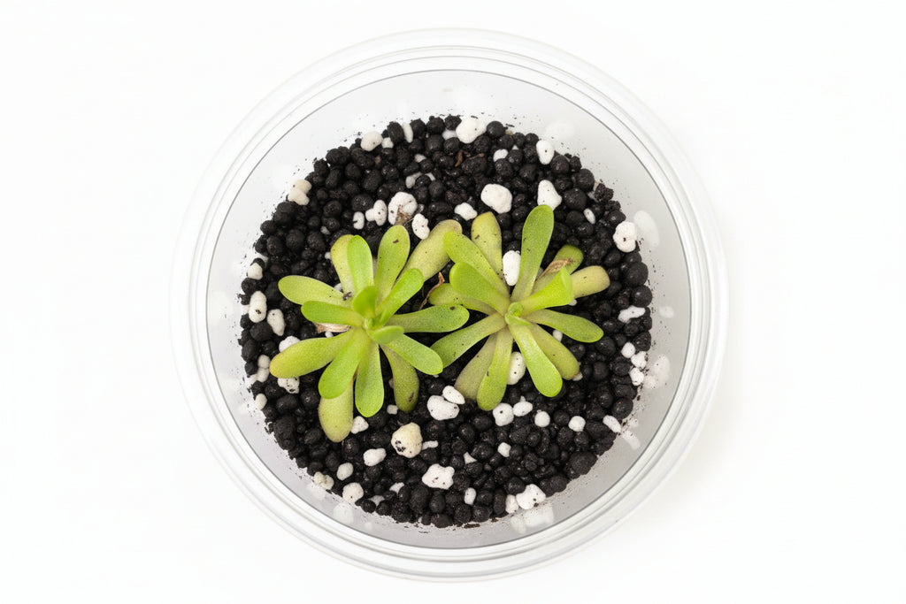 Pinguicula (Butterwort) – Carnivorous Plant in Perlite & Fluval Cup