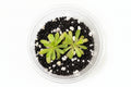 Pinguicula (Butterwort) – Carnivorous Plant in Perlite & Fluval Cup