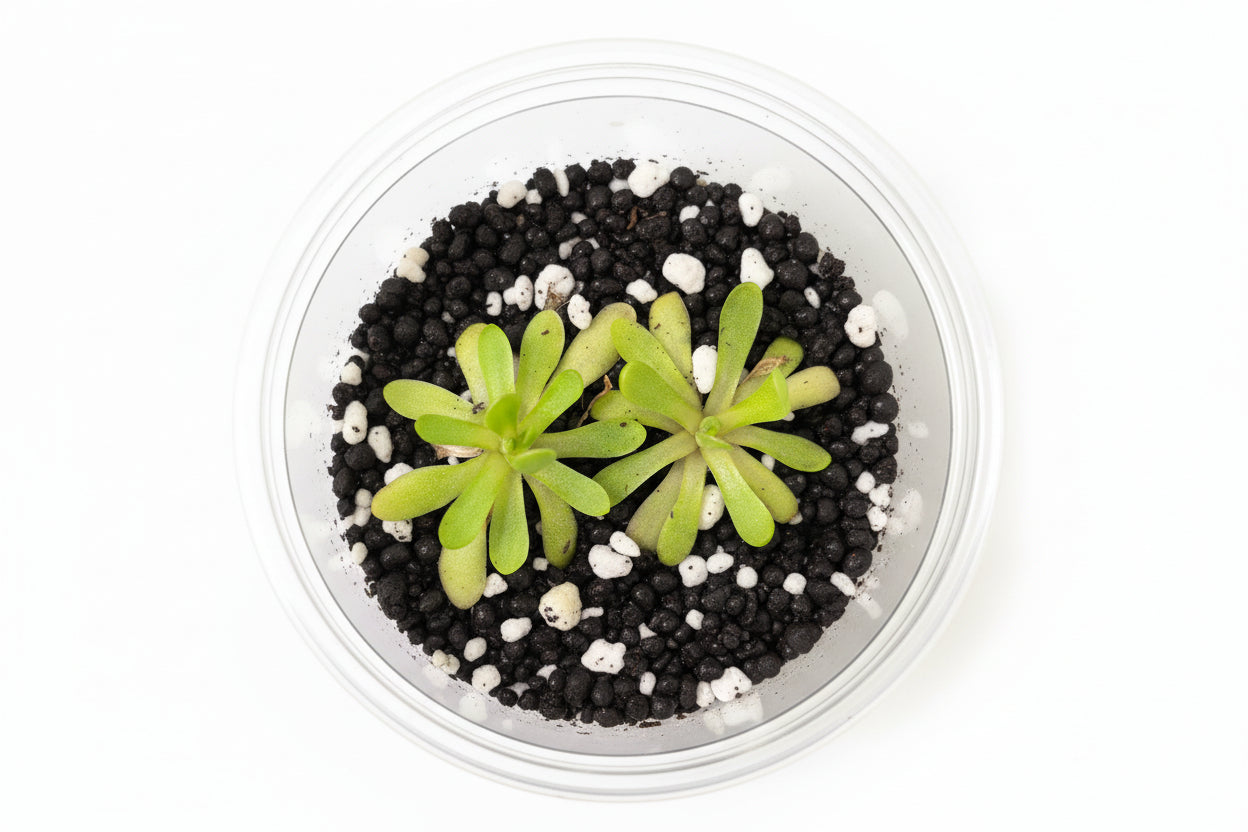 Pinguicula (Butterwort) – Carnivorous Plant in Perlite & Fluval Cup